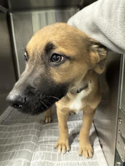 BRAZOS - Black Mouth Cur available for adoption