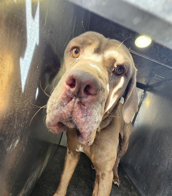 SUGAR BEAR - American Bulldog available for adoption