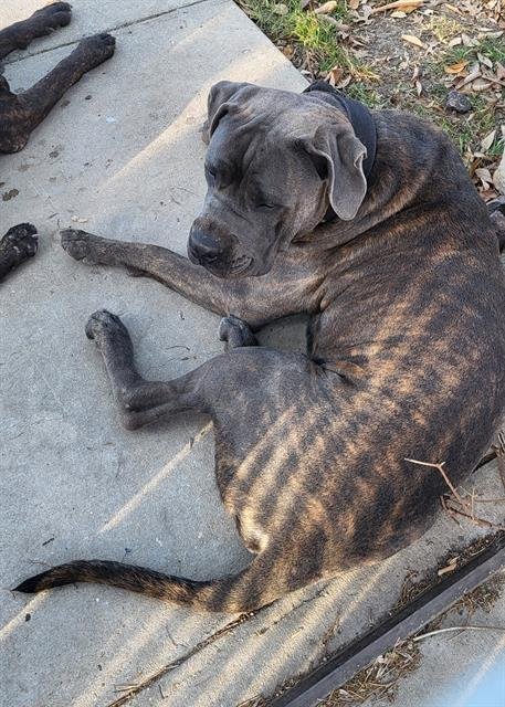 BLUE - Mastiff available for adoption