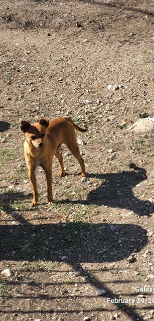 ROGER - Chihuahua available for adoption