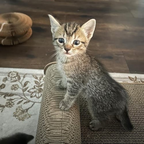 A804176 - Domestic Short Hair available for adoption