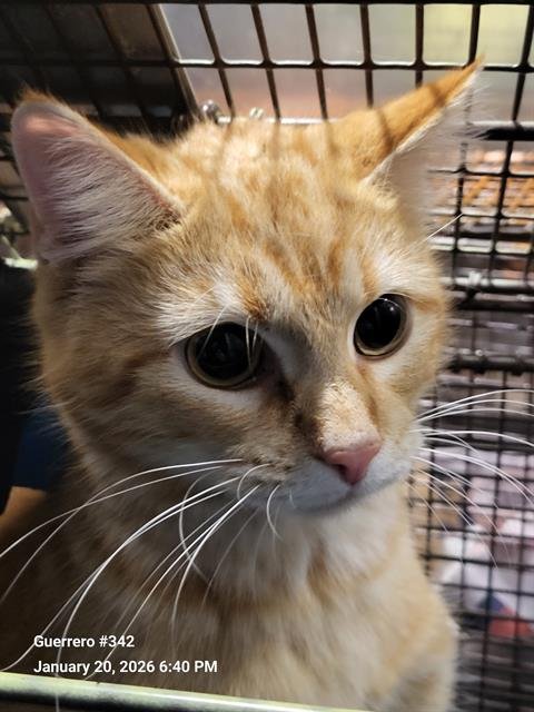 LOLLY - Domestic Short Hair available for adoption