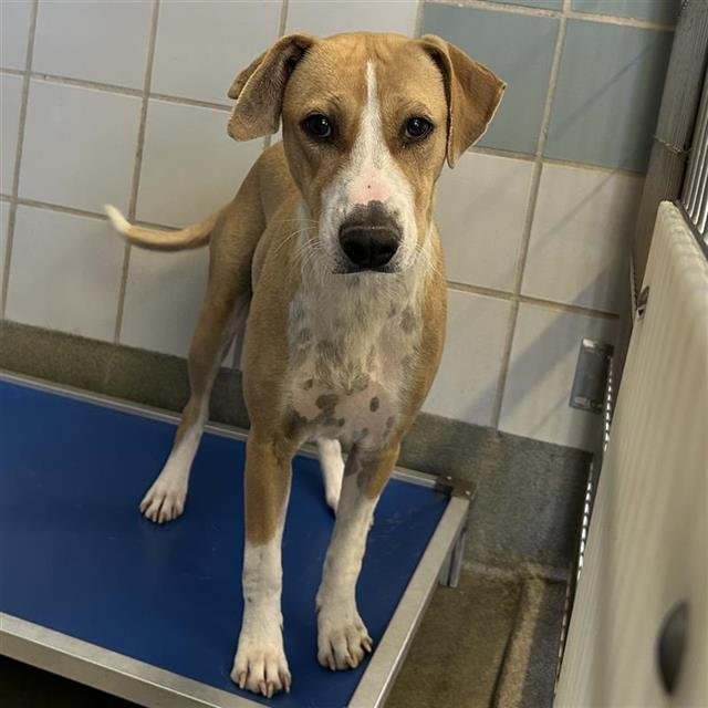 REMI - Terrier available for adoption