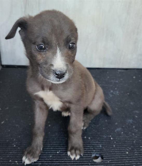 MUMBO - American Staffordshire Terrier available for adoption