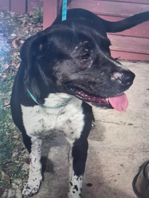 PAISEY - Mastiff / Great Dane available for adoption