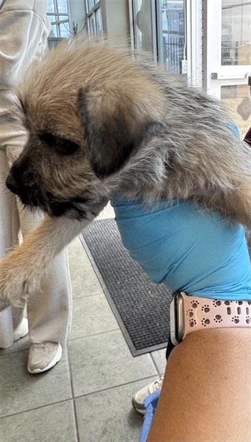 PRINCESS ARIEL - Scottish Terrier Scottie available for adoption