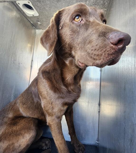 HANK - Labrador Retriever available for adoption