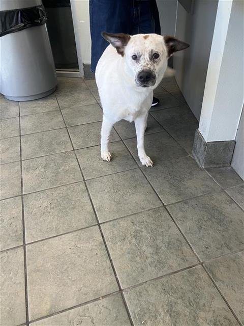 BELLA - Australian Cattle Dog/Blue Heeler available for adoption