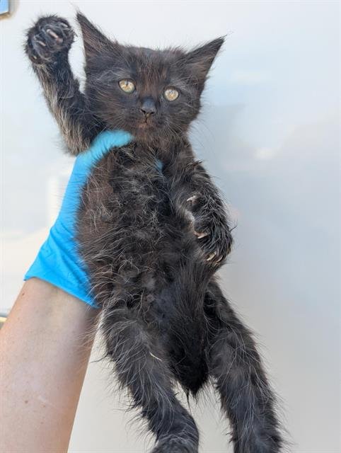 SOKRATES - Domestic Long Hair available for adoption