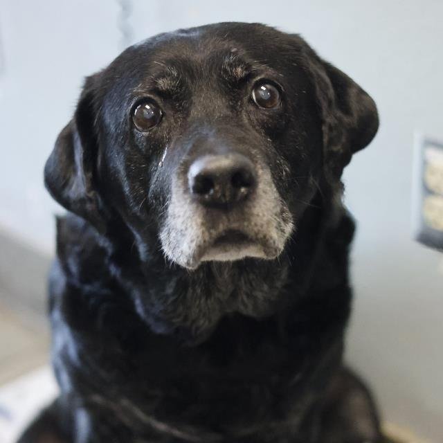 ZARAGOZA - Labrador Retriever available for adoption