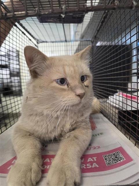 MUFASA - Domestic Long Hair available for adoption