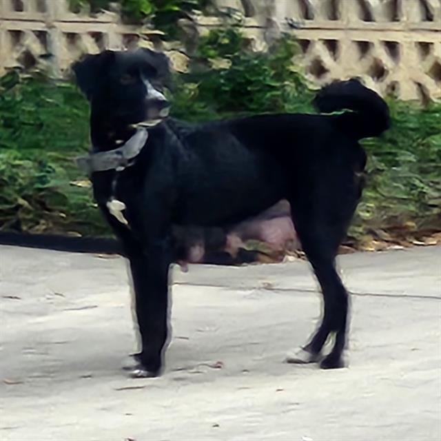 VERA - Australian Cattle Dog/Blue Heeler available for adoption