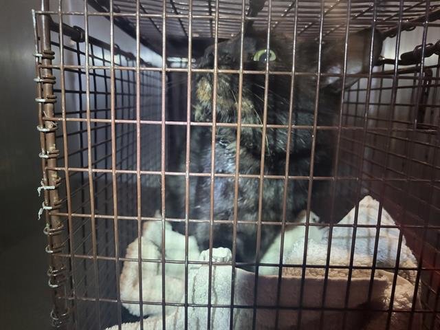 MIDNIGHT - Domestic Short Hair available for adoption