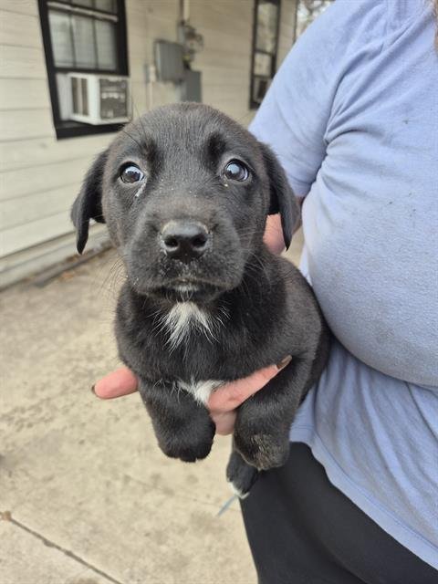 ANN - Labrador Retriever available for adoption