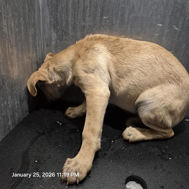 PUPPY 3 - Labrador Retriever available for adoption