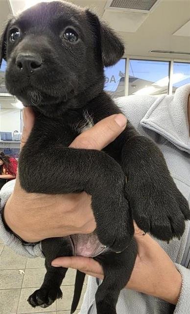ASTRAEA - Labrador Retriever available for adoption