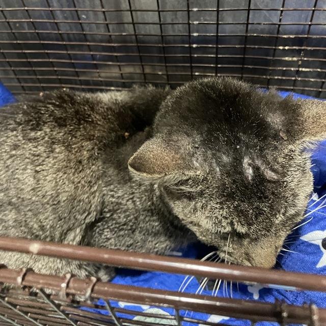 APOLLO - Domestic Short Hair available for adoption