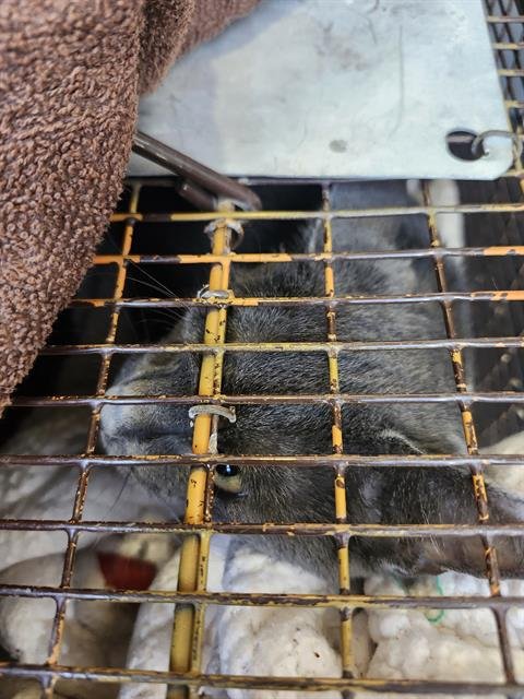 RUGBY - Siamese available for adoption