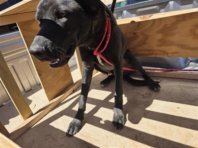 BLACKIE - Labrador Retriever available for adoption