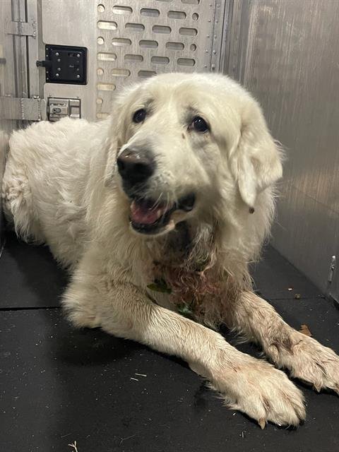 OLLIE OLLIE OLIVER - Great Pyrenees available for adoption