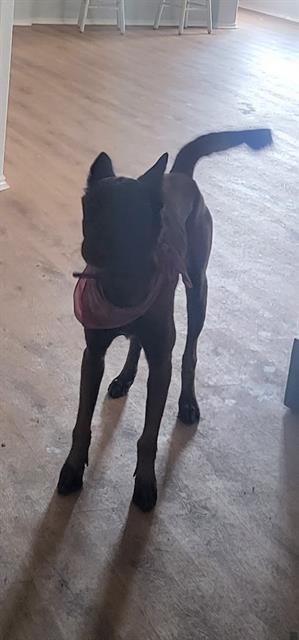 KEN - Belgian Shepherd Malinois available for adoption