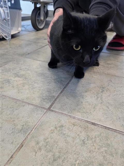 SALEM - Domestic Short Hair available for adoption