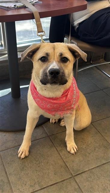 SKY - Labrador Retriever available for adoption