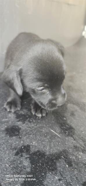 ATLAS - Terrier available for adoption