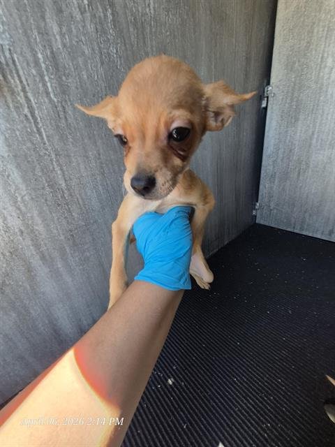 LEXUS - Chihuahua available for adoption