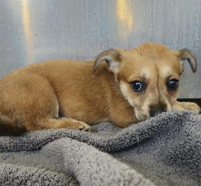 SORA - Chihuahua available for adoption