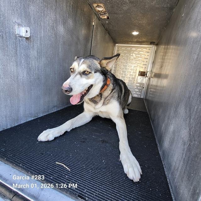 ALLIE - Husky available for adoption