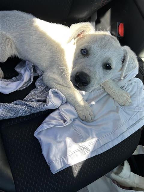 BLANCA - Labrador Retriever available for adoption