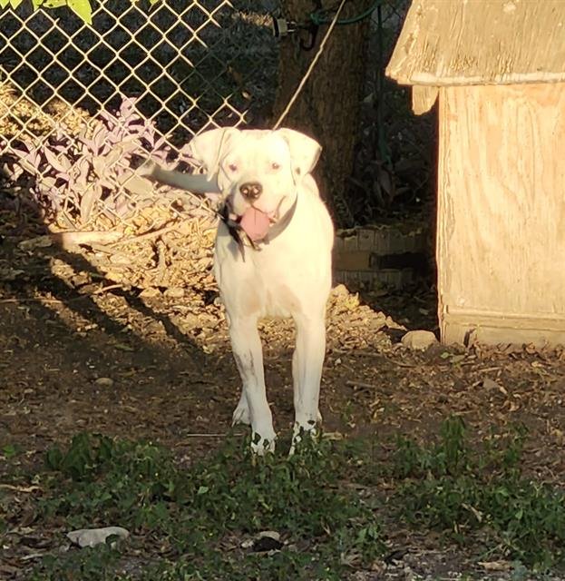 MIKLO - American Staffordshire Terrier available for adoption