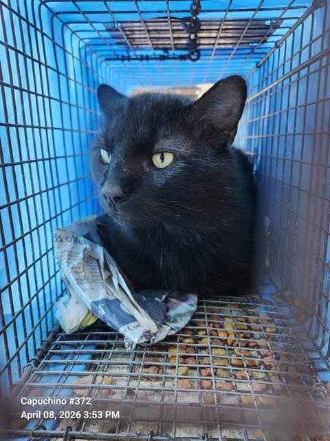 A802652 - Domestic Medium Hair available for adoption