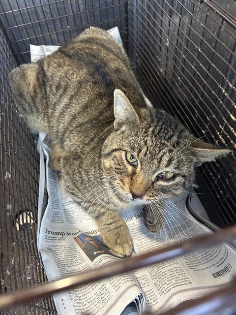 MELLOW - Domestic Short Hair available for adoption