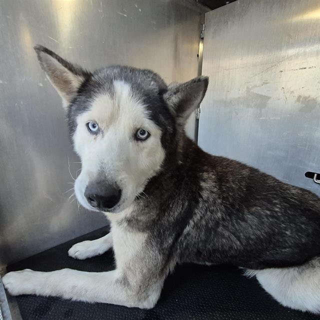 BALTO - Husky available for adoption