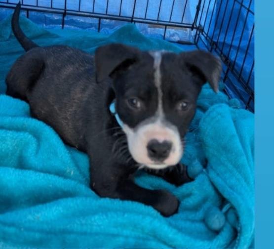 BLUE - Labrador Retriever / American Staffordshire Terrier available for adoption