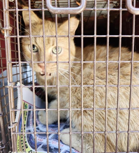 RED - Domestic Short Hair available for adoption