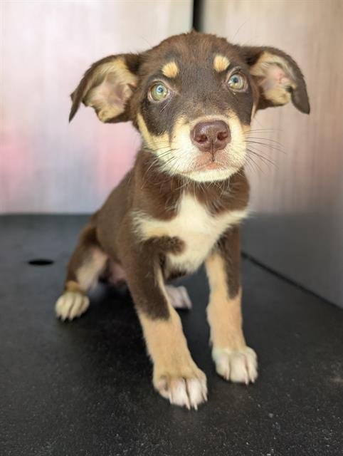 AMALIA - Australian Shepherd available for adoption