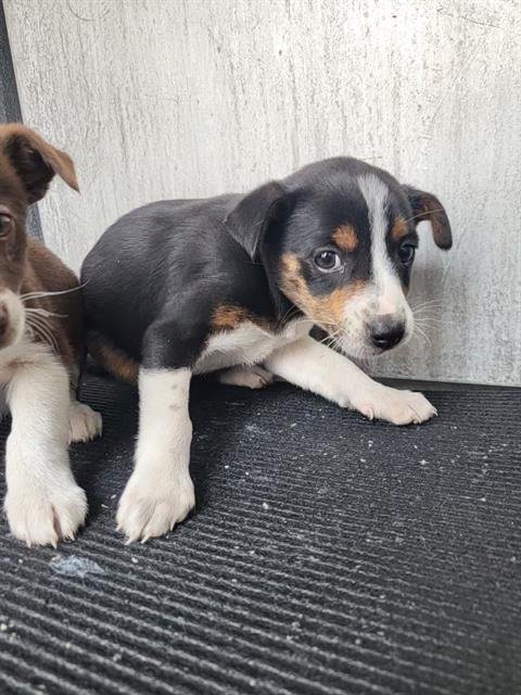 TULIP - Terrier available for adoption