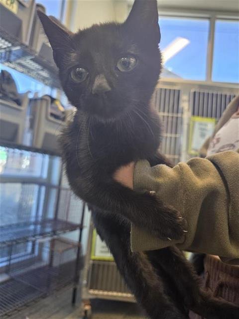 ZORAN - Domestic Short Hair available for adoption