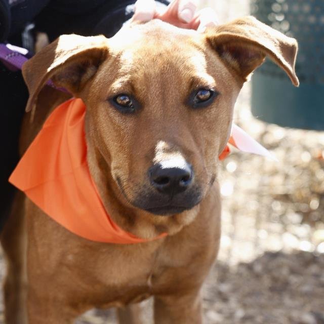 ARCULES - Hound available for adoption