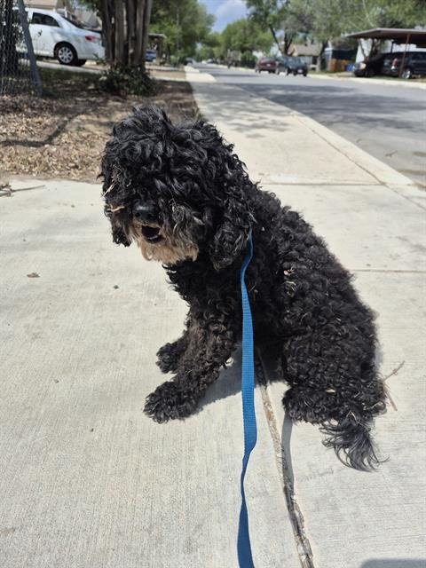 SIENA - Poodle (Miniature) available for adoption