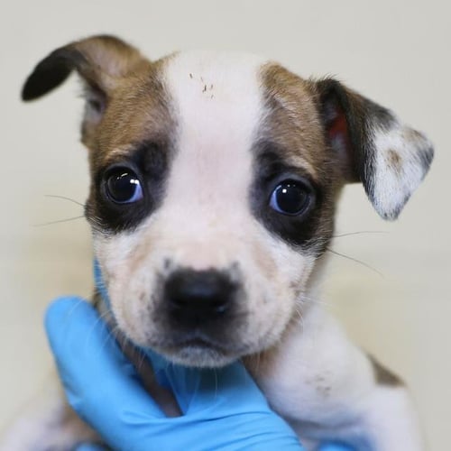 ATHENS - American Staffordshire Terrier available for adoption