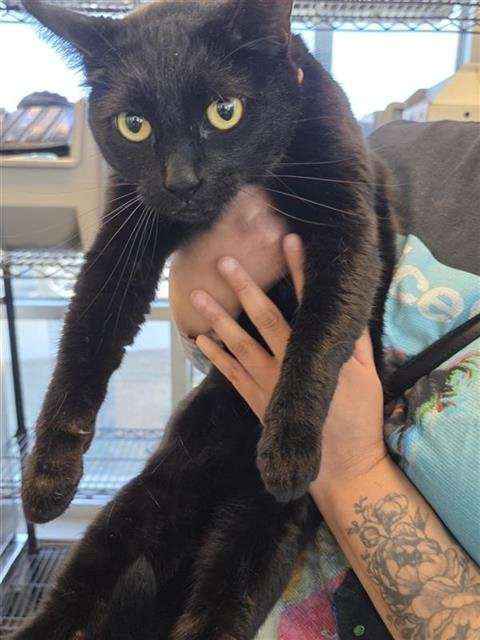 RAVEN - Domestic Short Hair available for adoption