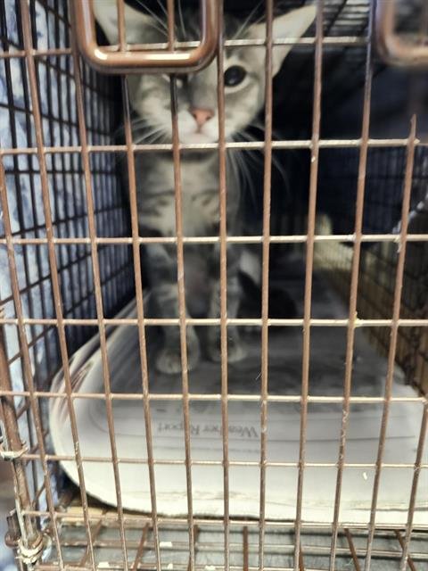 V25-8786 - Domestic Short Hair available for adoption