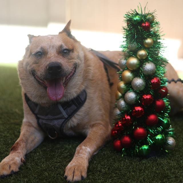 CAL - Australian Cattle Dog/Blue Heeler available for adoption