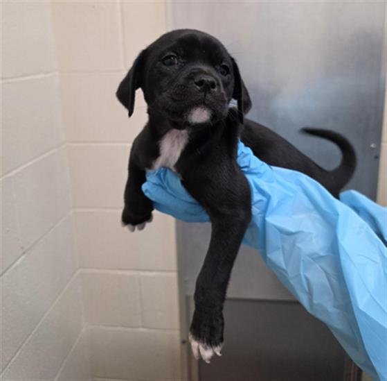 TUCKER - Labrador Retriever available for adoption