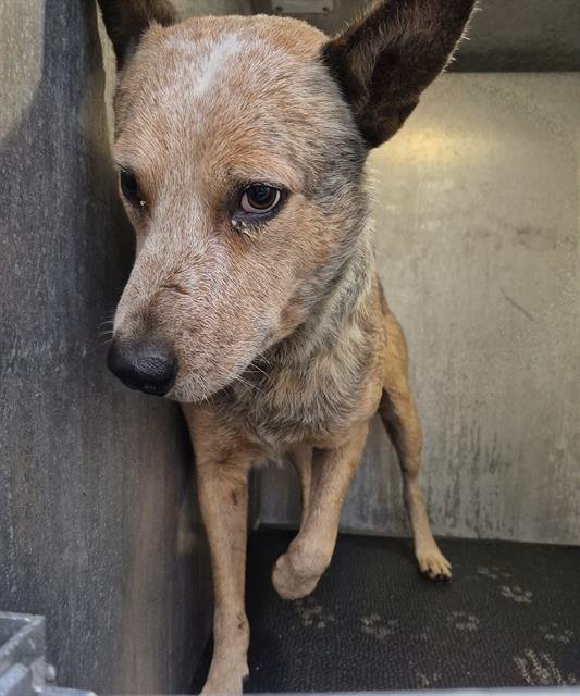 ROSARIO - Australian Cattle Dog/Blue Heeler available for adoption