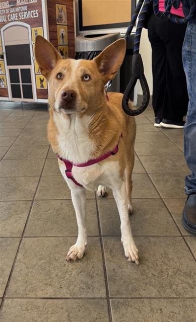 ARTIC - Husky available for adoption